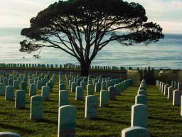 BB 05  THE SINGLE TREE WATCHING OVER  THE VETS